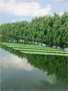 各種魚兒上餐桌,區(qū)水務局大力守護老百姓 舌尖上 的安全