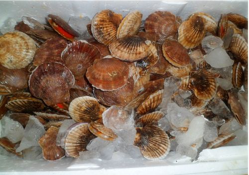 批發(fā)零售 質優(yōu)價廉 蝦夷扇貝 鮮活貝類海產品 水產品