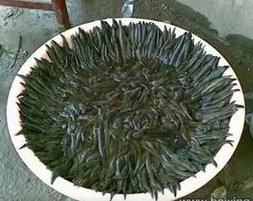 安徽水蛭養(yǎng)殖廠 - 樂彩水產品 - 樂彩金橋