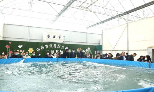 全省魚菜綜合種養(yǎng)技術經驗交流觀摩會在晉源區(qū)舉行