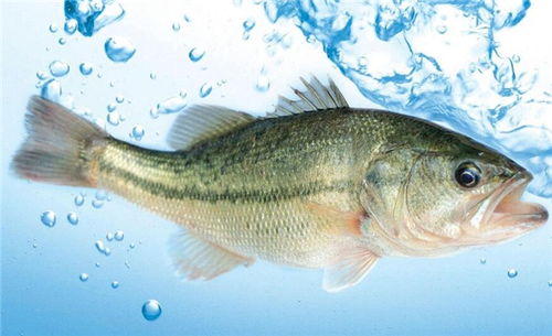 選購(gòu)鱸魚(yú)的方法大全,完全掌握鱸魚(yú)的選購(gòu)技巧 鮮淘網(wǎng)