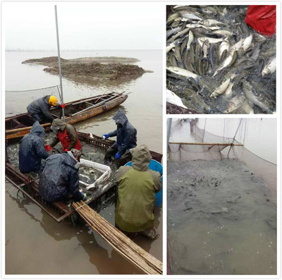 【大通湖直供】草魚(yú)水花、鳙魚(yú)水花、邊魚(yú)水花_草魚(yú)種苗價(jià)格_中國(guó)水產(chǎn)養(yǎng)殖網(wǎng)