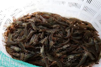 陜西定邊縣5萬(wàn)斤鹽湖大蝦上市