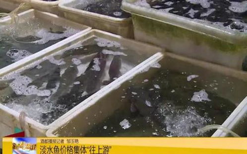 淡水魚全線漲價(jià) 今年養(yǎng)魚賺大了,價(jià)格翻倍漲 你那里呢