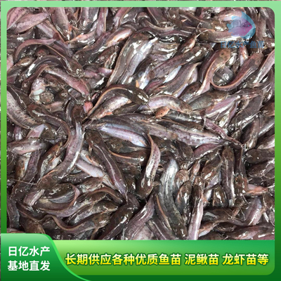 產(chǎn)品圖片_廣州市花都區(qū)赤坭日億水產(chǎn)魚苗養(yǎng)殖場(chǎng)
