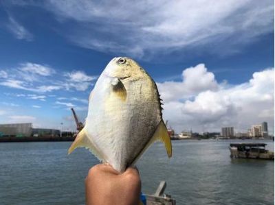 金鯧魚最高漲0.5元/斤,海水魚中"鯧盛將軍"為何能堅(jiān)挺全年?