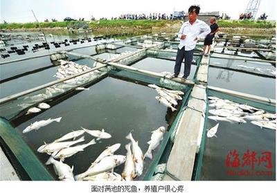 福建莆田:池塘疑因水質(zhì)被污染 數(shù)千畝水產(chǎn)死亡_水產(chǎn)快訊(國(guó)內(nèi)水產(chǎn))_中國(guó)水產(chǎn)養(yǎng)殖網(wǎng)