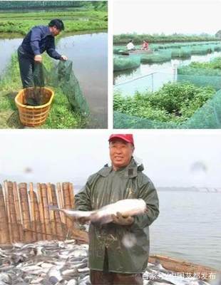 湖北水產(chǎn)系統(tǒng)送科技下鄉(xiāng)活動(dòng)在蘄春?jiǎn)?dòng)