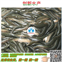 【黑魚苗】-2017年黑魚苗價(jià)格-黑魚苗報(bào)價(jià)-黑魚苗批發(fā)-水產(chǎn)養(yǎng)殖網(wǎng)