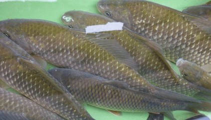 贛州水產(chǎn)養(yǎng)殖基地教你如何養(yǎng)殖淡水魚苗