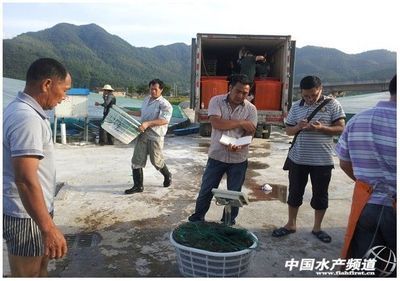 浙江三門縣第一茬工廠化養(yǎng)殖的南美白對蝦開始起捕出售 - 內(nèi)銷市場 - 中國水產(chǎn)頻道 | 網(wǎng)聚全球水產(chǎn)華人
