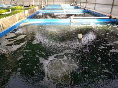 捍衛(wèi)食材安全 京城老漁(北京)農(nóng)業(yè)科技園區(qū) 獲評水產(chǎn)健康養(yǎng)殖示范場