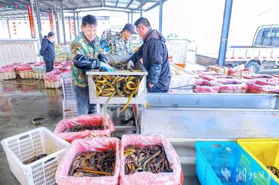 522.79萬(wàn)噸、同比增4.5%!湖北淡水產(chǎn)品產(chǎn)量連續(xù)27年居首后再次突破 "一蝦一鱔"全國(guó)領(lǐng)先 漁民收入再創(chuàng)歷史新高