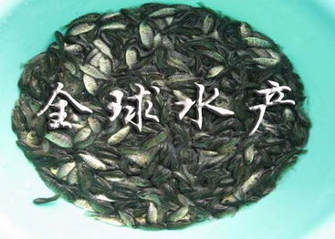 供應種苗專區(qū) 種苗專區(qū)批發(fā)求購