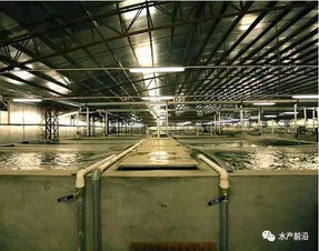 投資93億建世界最大的工廠化養(yǎng)殖,股價卻暴跌了400 ,為何