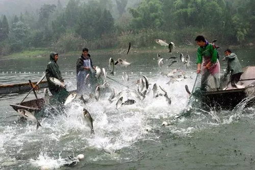 水產(chǎn)養(yǎng)殖將成為最賺錢的行業(yè),未來水產(chǎn)品價格會大漲