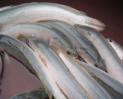 白烏魚養(yǎng)殖