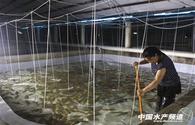 天津楊家泊鎮(zhèn)工廠(chǎng)化養(yǎng)殖規(guī)模壯大養(yǎng)戶(hù)增收