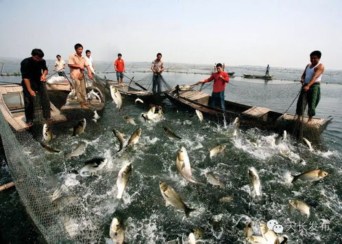 沒(méi)嘗過(guò)這些天長(zhǎng)美食,怎能算是正宗的吃貨