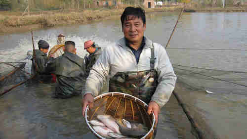 成都鯉魚(yú)養(yǎng)殖 濟(jì)南槐蔭廣源水產(chǎn)養(yǎng)殖專(zhuān)業(yè)合作社竭誠(chéng)歡迎您-濟(jì)南槐蔭廣源水產(chǎn)養(yǎng)殖專(zhuān)業(yè)合作社