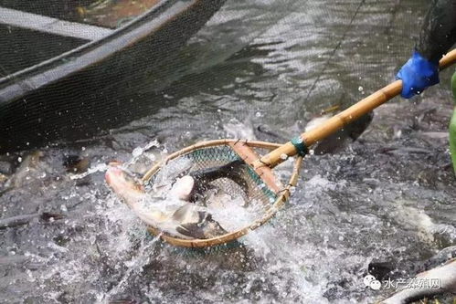 暴富或巨虧 水產(chǎn)養(yǎng)殖的風(fēng)險(xiǎn)防不勝防,談疫情帶來(lái)的行業(yè)思考