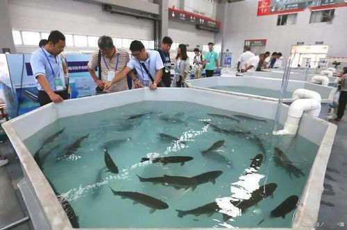 占地73332㎡,廣東又一工廠(chǎng)化循環(huán)水養(yǎng)殖示范基地將建成