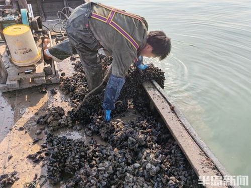 桂東出海記 一天上岸十多萬(wàn)斤 即墨鰲山灣海虹扇貝同時(shí)進(jìn)入收獲季