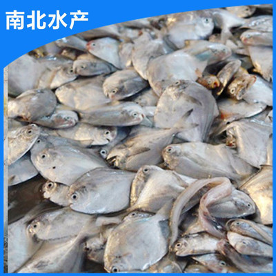 南北水產(chǎn) 出售 水產(chǎn)養(yǎng)殖淡水白鯧魚(yú)魚(yú)苗 淡水魚(yú)魚(yú)苗