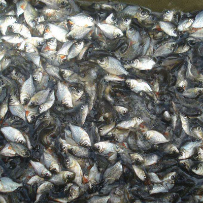 鰱魚苗 水產(chǎn)養(yǎng)殖四大家魚苗 花白鰱魚苗 花鰱魚苗
