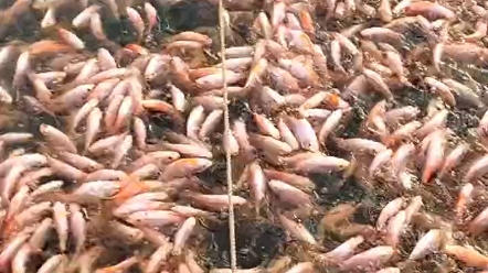 貴陽市魚苗批發(fā)水產(chǎn)品養(yǎng)殖場