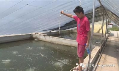 水產(chǎn)養(yǎng)殖少用藥、不用藥!必將是未來養(yǎng)殖趨勢!