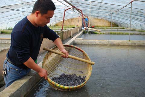 【專業(yè)水產(chǎn)養(yǎng)殖場(chǎng)大量供應(yīng)優(yōu)質(zhì)金絲鯰魚苗 品質(zhì)良好有機(jī)鯰魚苗批發(fā)】?jī)r(jià)格,廠家,圖片,魚類,湘潭潤(rùn)田水產(chǎn)養(yǎng)殖-