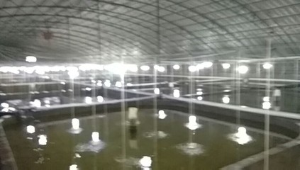 海水養(yǎng)殖,海藻加工,水產銷售 - 榮成市尋山宏源養(yǎng)殖場
