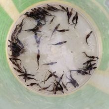 鴨嘴魚苗,魚苗供貨商,鴨嘴魚苗多少錢一條圖片大全 清遠市清城區(qū)港興水產養(yǎng)殖場