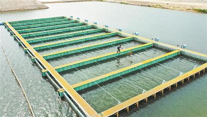 一八八團:水產養(yǎng)殖助力職工群眾持續(xù)穩(wěn)定增收