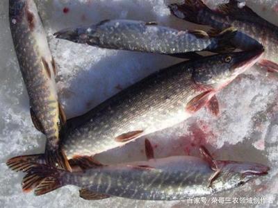 養(yǎng)殖水產(chǎn)類,選擇這幾種淡水魚也許會(huì)給你帶來致富之路