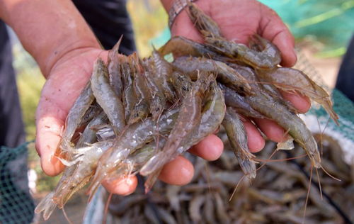 景泰堿水魚蝦即將上市,未來(lái)幾天,您的餐桌上怎么能少的了這些景泰美味