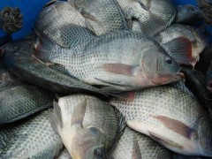 陽(yáng)江海南壹號(hào)羅非魚苗水產(chǎn)養(yǎng)殖 羅非魚苗水產(chǎn)養(yǎng)殖_供應(yīng)產(chǎn)品_開平市月山鎮(zhèn)明輝養(yǎng)殖場(chǎng)_中國(guó)內(nèi)貿(mào)網(wǎng)