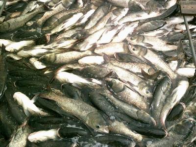供應(yīng)草魚成品及半產(chǎn)品_草魚價格_中國水產(chǎn)養(yǎng)殖網(wǎng)