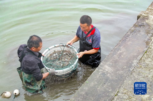 國社 四川 四川廣安 金秋蝦正肥 農(nóng)民捕捉忙