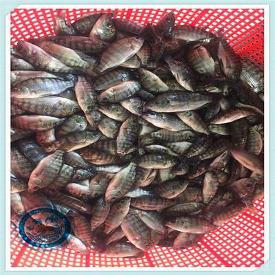 活體養(yǎng)殖福壽魚少病害 活體羅非魚苗運輸