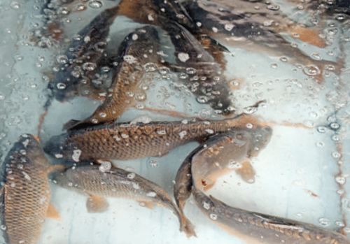 北京朝陽區(qū) 兩家超市自砸招牌,鯉魚 武昌魚被檢出 孔雀石綠