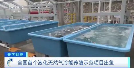 陸地建起"海洋牧場"!全國首個液化天然氣冷能養(yǎng)殖示范項目出魚