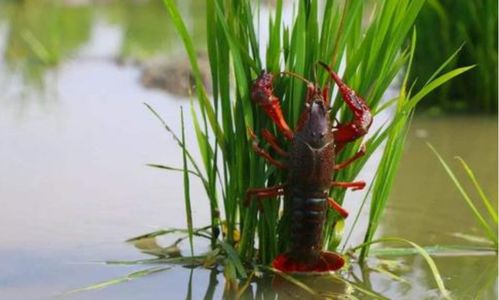 稻田淺水環(huán)境適宜養(yǎng)殖這3種水產(chǎn)品,每畝收入可增加1500 3500元