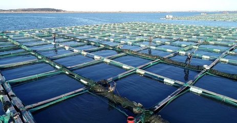 山東海參養(yǎng)殖規(guī)模全國第二,自然生態(tài)環(huán)境下的底播養(yǎng)殖模式為主流
