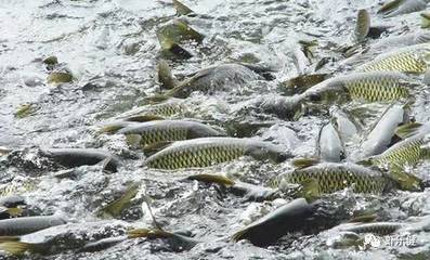 “養(yǎng)魚先養(yǎng)水”,水產(chǎn)養(yǎng)殖調(diào)水產(chǎn)品你選對了嗎?
