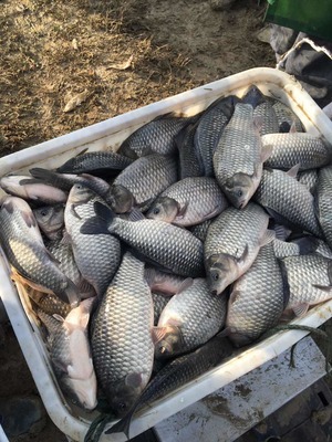 大龍水產(chǎn)品養(yǎng)殖專業(yè)合作社專供垂釣中心、鯽魚、鳊魚、青魚_鯽魚價(jià)格