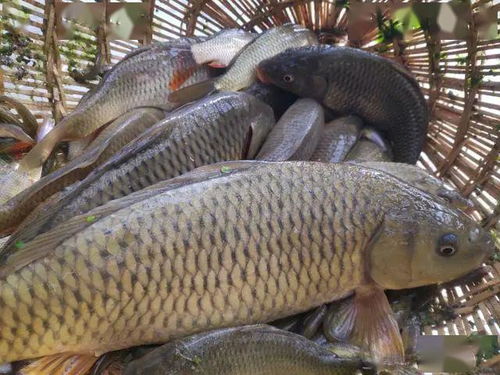 厲害咯 這15個水產(chǎn)品榮獲國家級榮譽