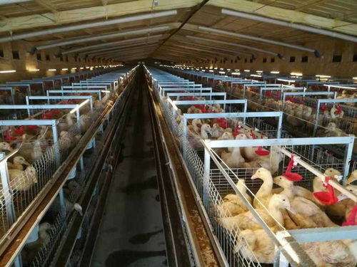 新泰打造北方最大綜合性畜禽食品工業(yè)專業(yè)園區(qū),肉鴨立體籠養(yǎng)模式成全省標準