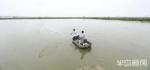 蝦蟹貝 同居 養(yǎng)殖收入翻番 破解海水養(yǎng)殖難題,這套海水混合養(yǎng)殖被農業(yè)農村部遴選為主推技術